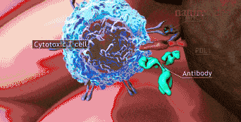 10.gif